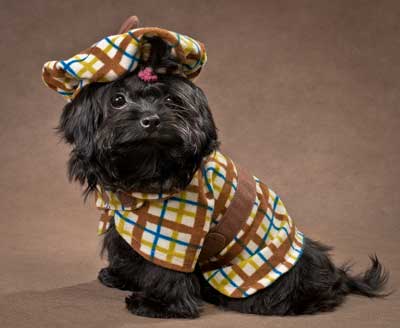 Cute black dog dressed up in his best dog outfit
